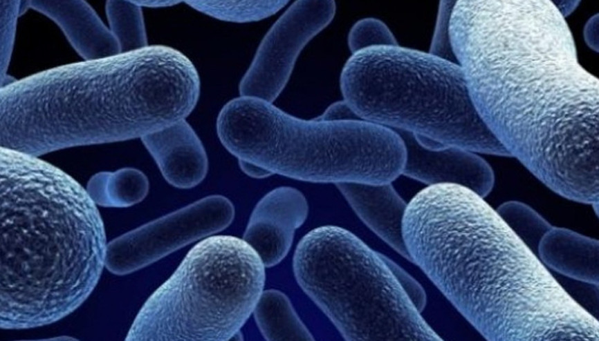 ABD ve Kanada’da salmonella alarmı 8 kişi hayatını kaybetti