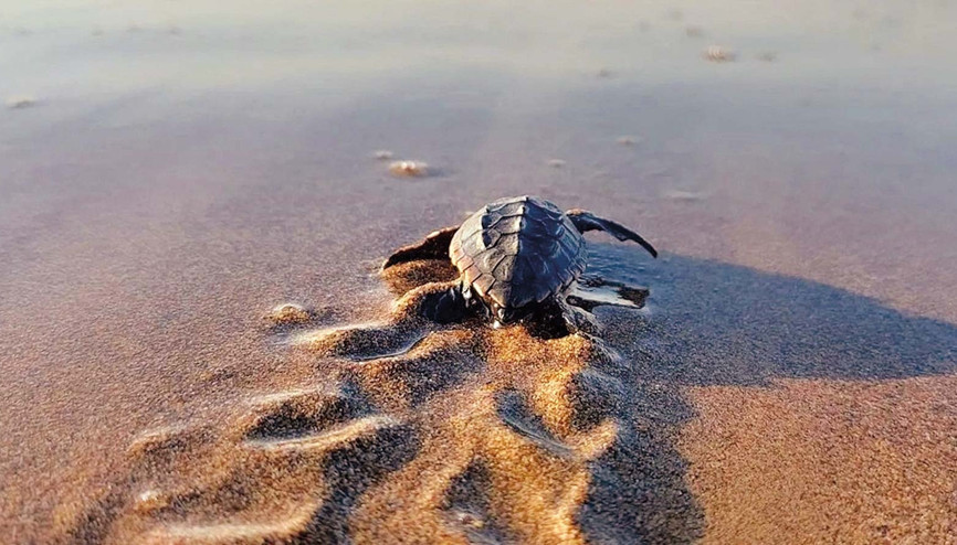 Caretta carettalarda iki kat artış