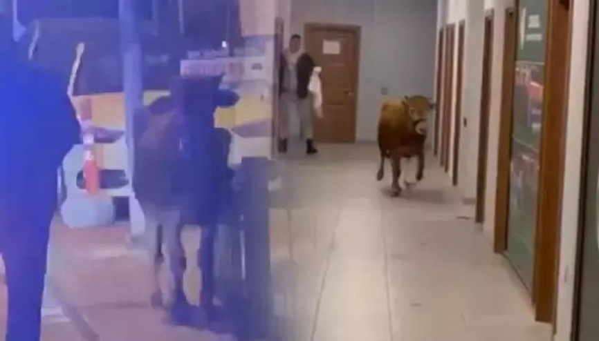 Bahçelievlerde spor kulübü tesisine dalan inek için seferber oldular