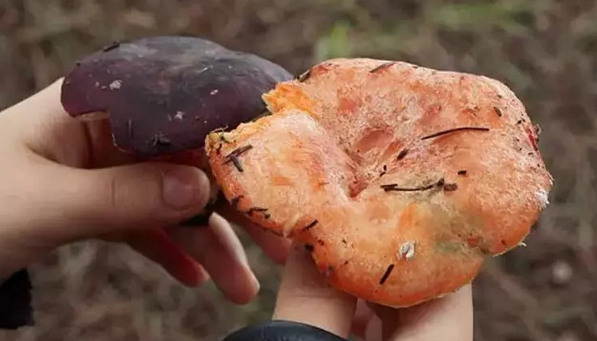 Sarıyerde mantar alarmı: Belediye uyarı yaptı