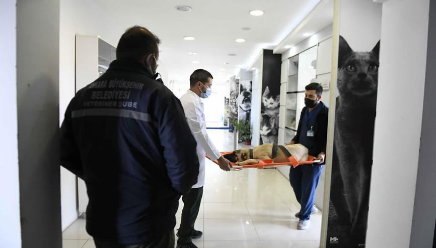 ABB kısırlaştırma rakamlarını açıkladı