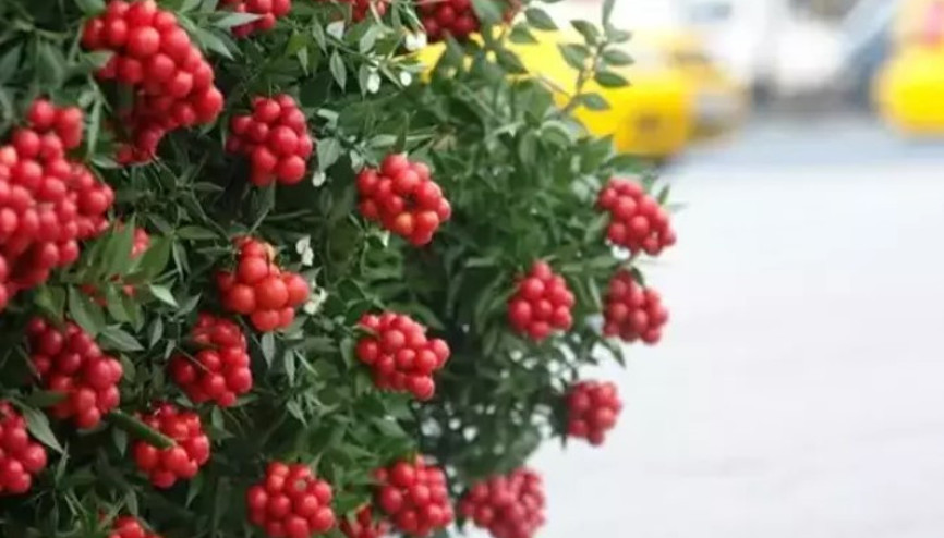 Kokina çiçeği nedir, hangi anlamı taşır Kokina çiçeği suya konur mu