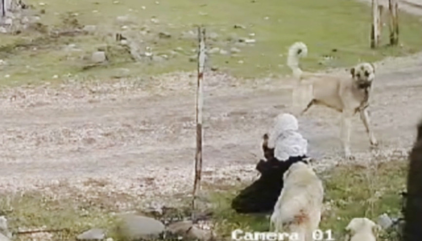 Muşta yolda yürüyen 79 yaşındaki Medine Kızıltaş, başıboş köpeklerin saldırısına uğradı Muşta yolda yürüyen 79 yaşındaki Medine Kızıltaş, başıboş köpeklerin saldırısına uğradı