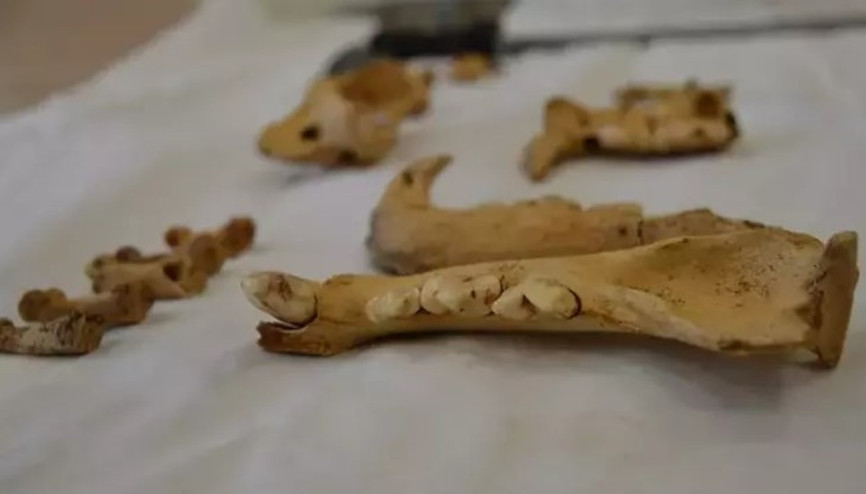 Mardinde kazı çalışmalarında Anadolu parsı ve yavrusuna ait 1500 yıllık kemikler bulundu Mardinde kazı çalışmalarında Anadolu parsı ve yavrusuna ait 1500 yıllık kemikler bulundu