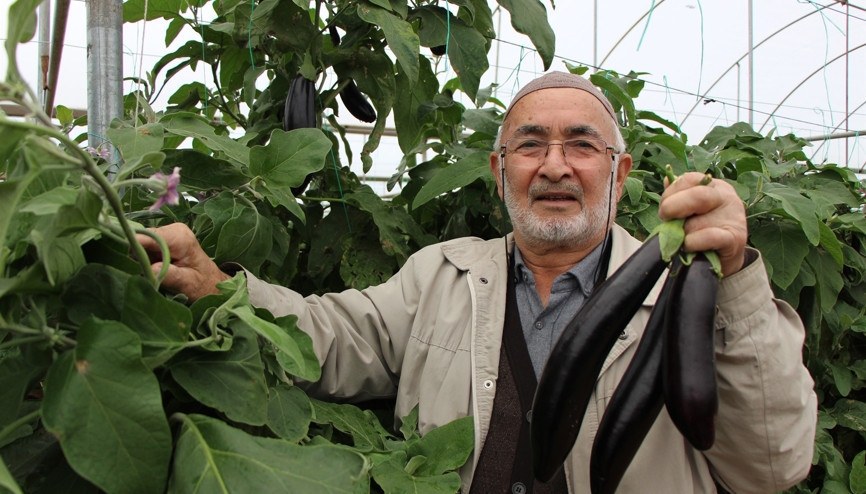 Patlıcanların kilosu 5 lirayken sökmedi, şimdi 17 liradan satıyor Tel altlarına dikmiştik, kimse tahmin etmezdi