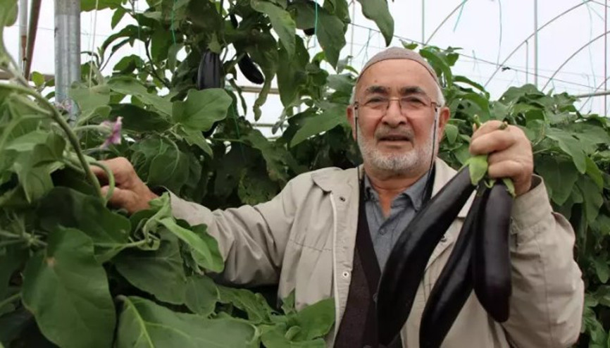 Yazın kilosu 5 lira olan patlıcanları sökmedi, şimdi 17 liradan satıyor