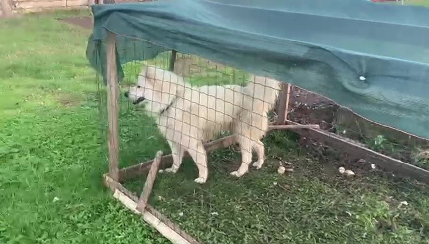 Ördekleri telef eden köpeği yakalayarak ördek kafesine kilitledi