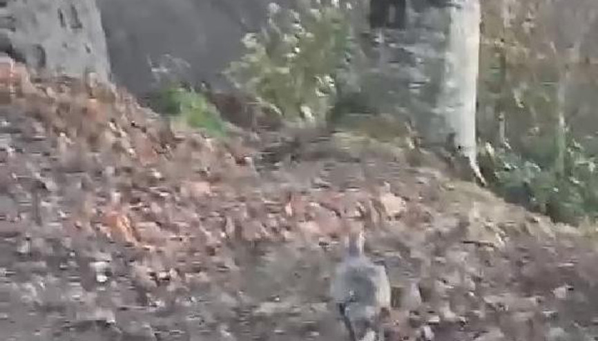 Rizede nadir rastlanılan ur kekliği, görüntülendi Rizede nadir rastlanılan ur kekliği, görüntülendi