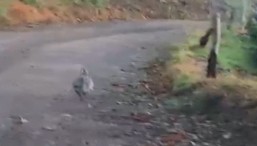 Rizede nadir rastlanılan ur kekliği görüntülendi