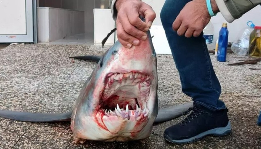 Mersinde kıyıya vuran nesli tükenme tehlikesi altındaki Mako türü köpek balığı öldü