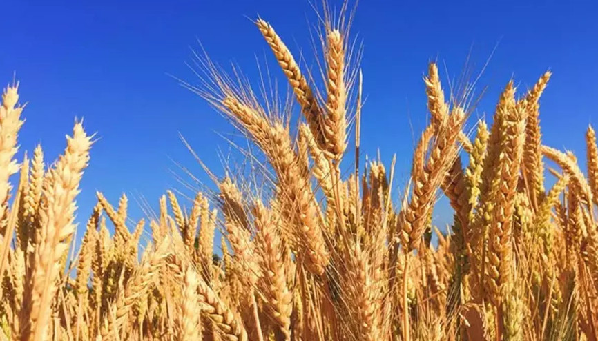 ‘Buğdayda stres ortadan kalktı’