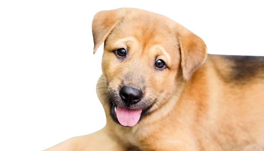 Sokak hayvanı sorununa mercek tuttuk: Kısırlaştır aşılat yaşat