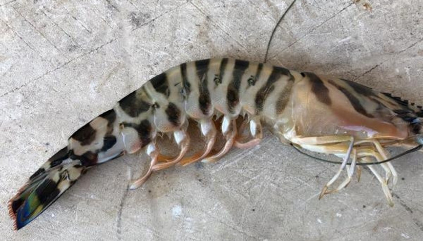 Balon balığının istila ettiği sahillerde denge değişiyor... Kızıldenizden yeni türler akın etti