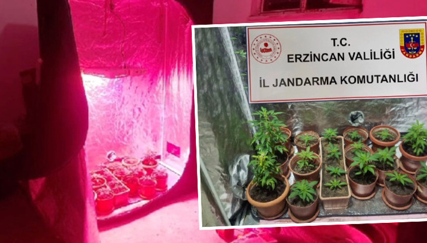 Erzincanda hint keneviri yetiştirmek için kurduğu sistem pes dedirtti