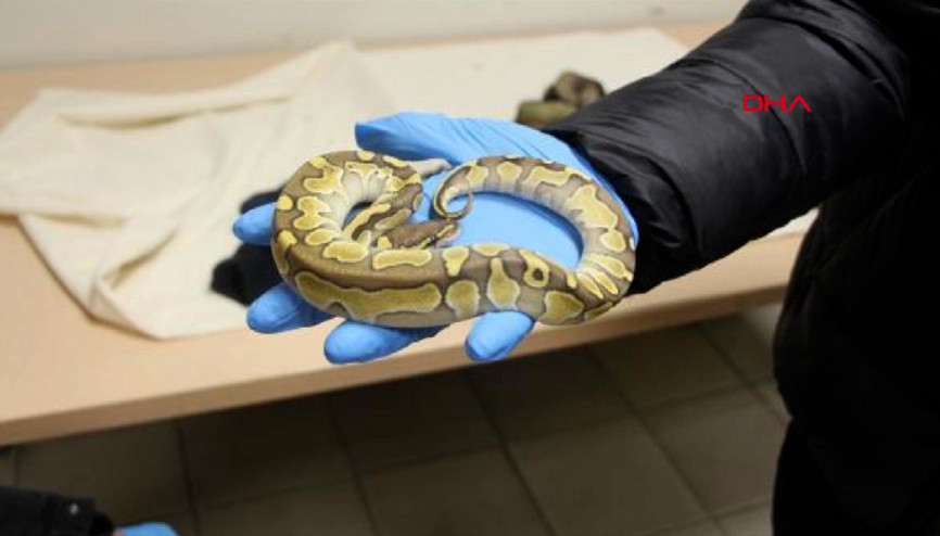 Kapıkule Gümrük Kapısı’nda 33 adet piton ele geçirildi