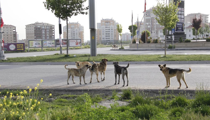 Valilikten belediyelere ‘sokak hayvanları’ talimatı