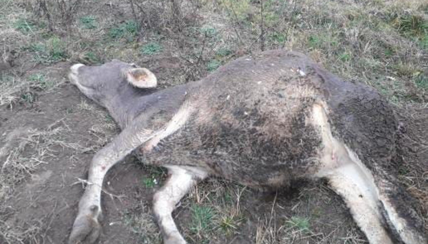 6 inek telef oldu, binlerce lira zarara uğradılar... Gübreyi yedikten sonra öldüler 6 inek telef oldu, binlerce lira zarara uğradılar... Gübreyi yedikten sonra öldüler