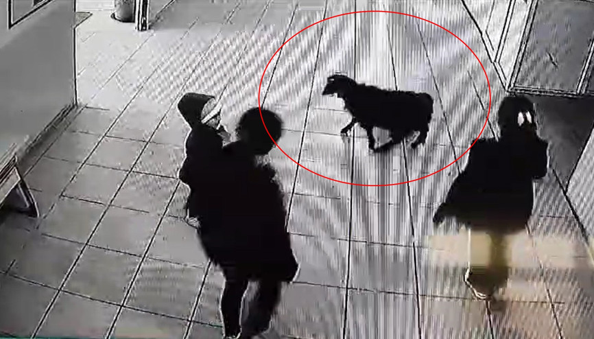 Okulda renkli görüntüler Keçi, öğrencilerin peşinden girdi; o anlar kamerada