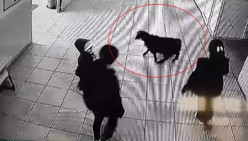 Şırnakta bir keçi, öğrencilerin peşinden okula girdi... O anlar kamerada