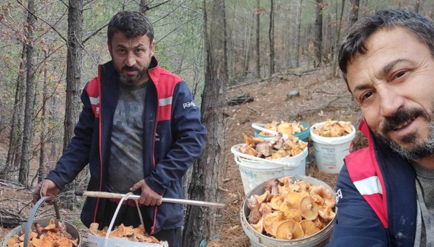 Ormanda toplayıp kilosunu 100 liradan satıyor... Aylık kazancı 90 bin lira