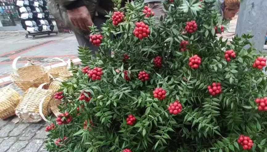 Kokinalara ilgi devam ediyor