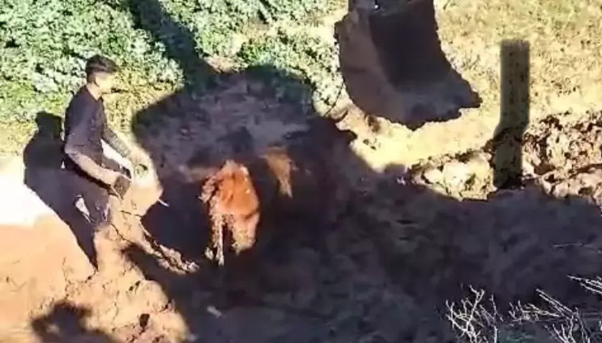 Çamura saplanan inek 2 gün sonra kepçeyle kurtarıldı