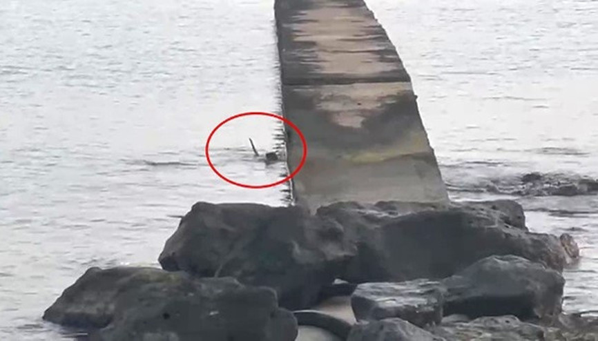 Yer: Karadeniz Su samuru balık avlarken görüntülendi