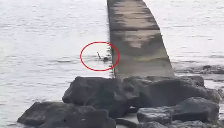 Yer: Karadeniz Su samuru balık avlarken görüntülendi