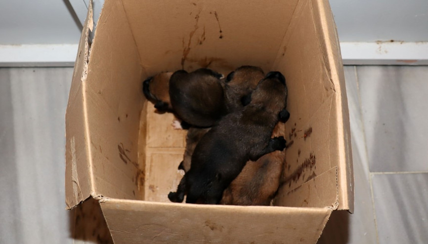 Bunun adı vicdansızlık Çöp konteynerinde 5 yavru köpek bulundu