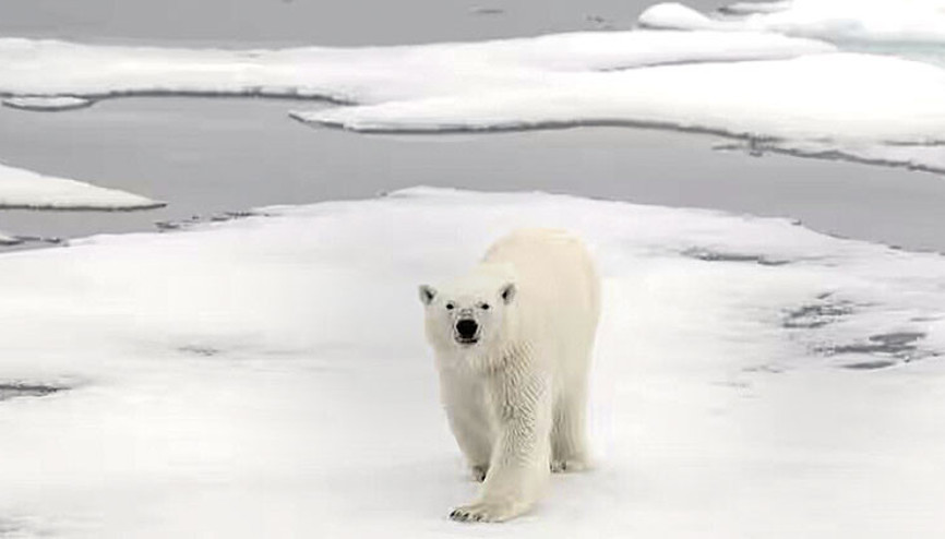 Kutup ayısı, kuş gribinden öldü