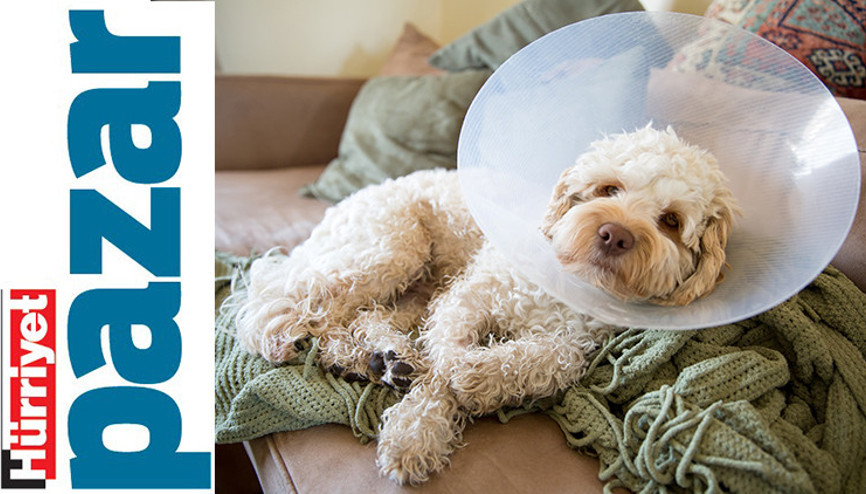 Ah Mimicim, neler geldi başına