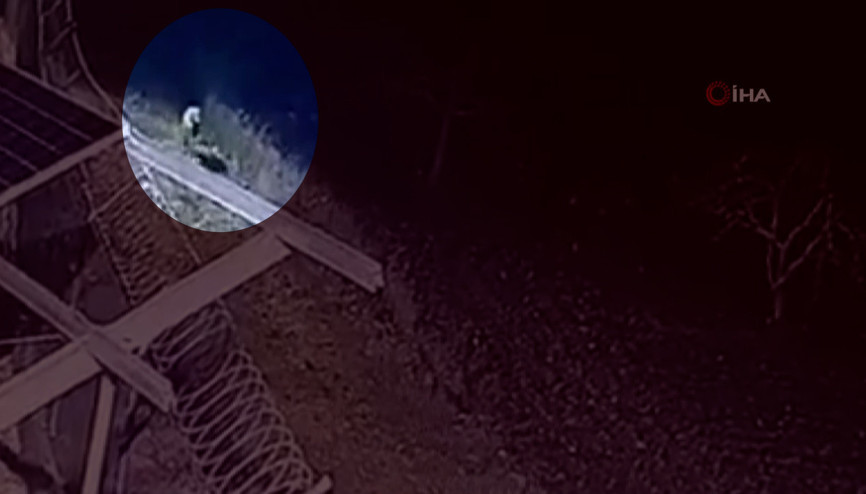 Nesli tükenme tehlikesi olan çizgili sırtlan görüntülendi