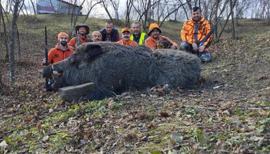 Avcılar, 600 kilogram ağırlığında domuz avlayıp, poz verdi