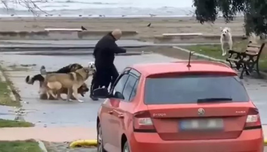 Samsunda köpeklerin vatandaşa saldırma anı kamerada