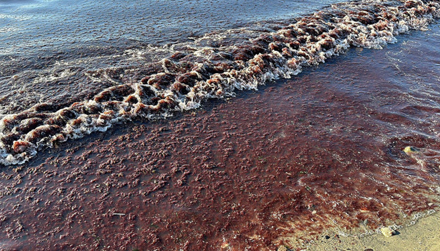 Tekirdağda lodos sonrası sahil yine yosunla kaplandı