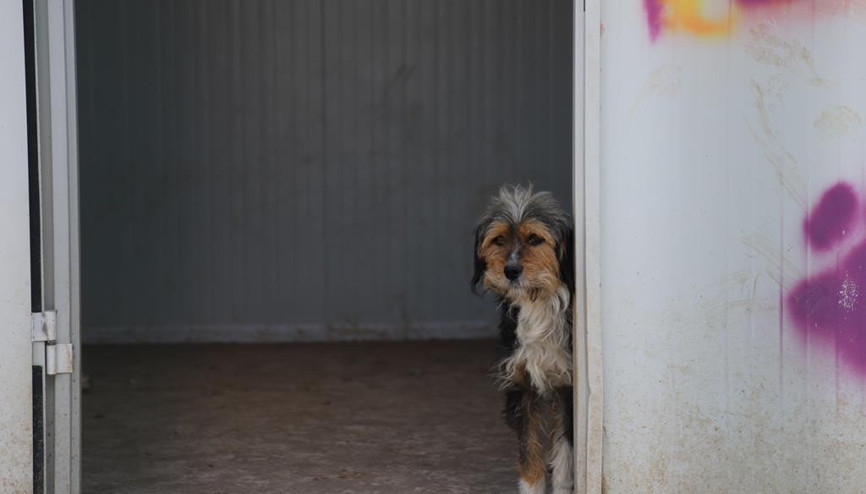 Önce eğitim al sonra sahiplen