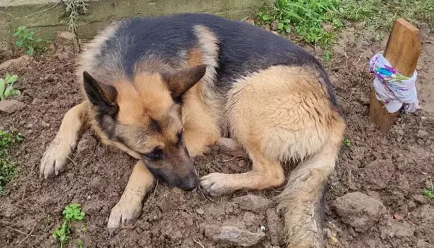 İznikte duygulandıran olay Kaybolduğu sanılan Alman kurdu, ölen sahibinin mezarı başında bulundu
