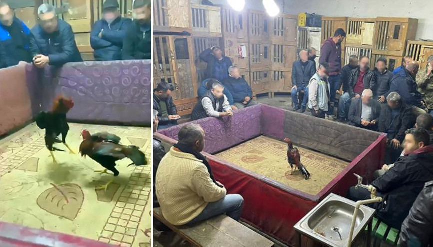 Adanada horoz dövüştürenlere suçüstü: 80 horoz kurtarıldı