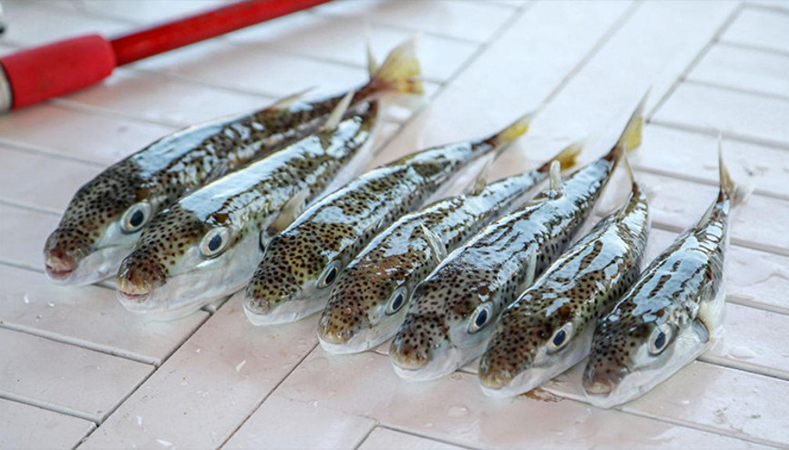 Marmarada balon balığı tehlikesi... Ne hamsi, ne de istavrit kalacak