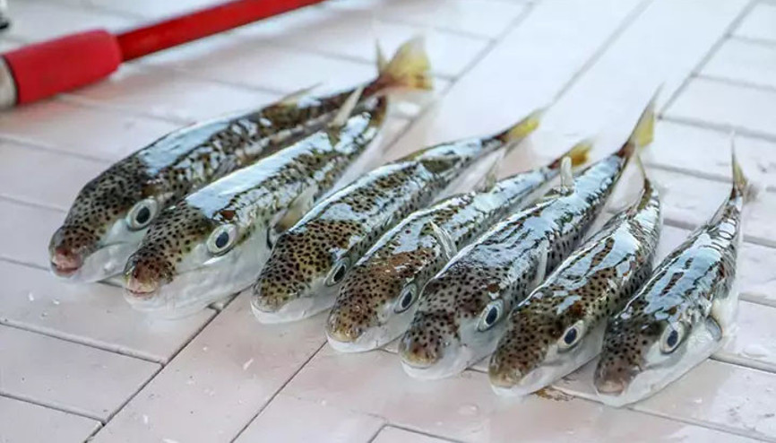 Marmarada balon balığı tehlikesi... Ne hamsi, ne de istavrit kalacak