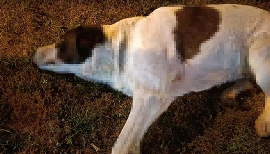İzmirde 11 köpek zehirlenerek öldürüldü Soruşturma başlatıldı