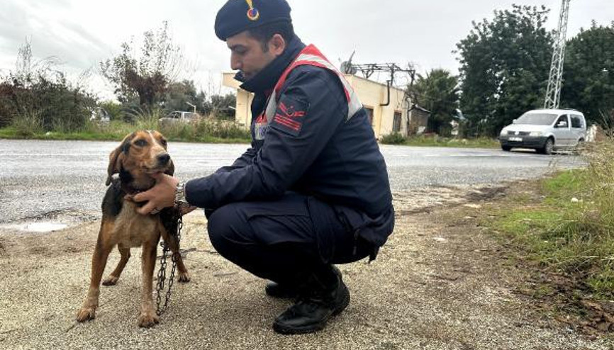 Çalınan özel eğitimli köpek bulundu, hırsızlık şüphelisi yakalandı
