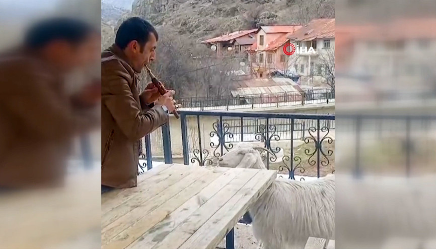 Keçiye mey konseri verdi, binlerce kez izlendi