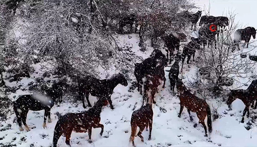 Bolunun meşhur yılkı atları böyle görüntülendi