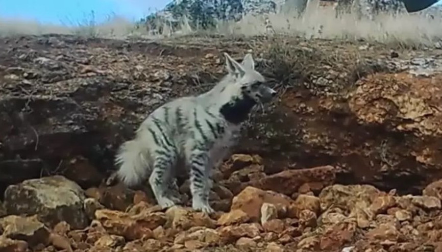 Çizgili Sırtlan fotokapana yakalandı