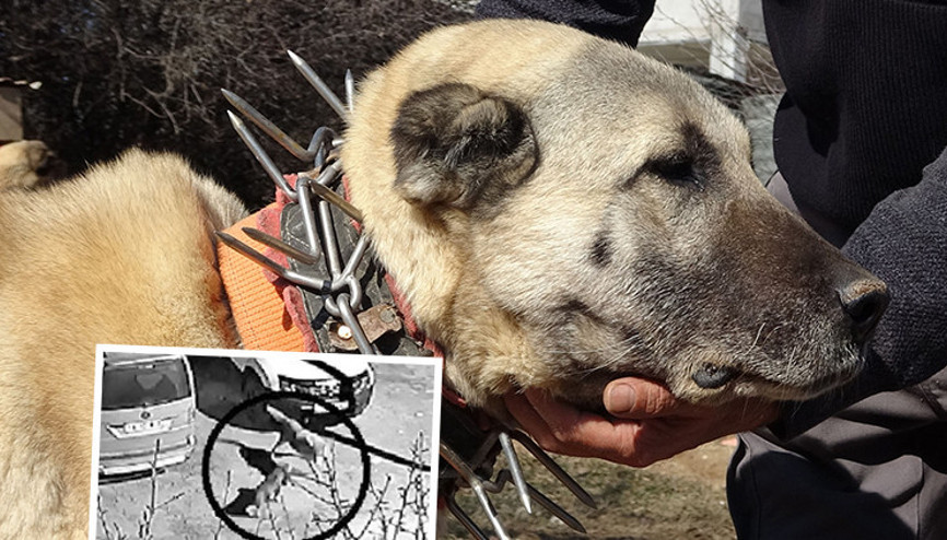 Sivasta kangal köpeklerine kurt önlemi: Çivili tasma