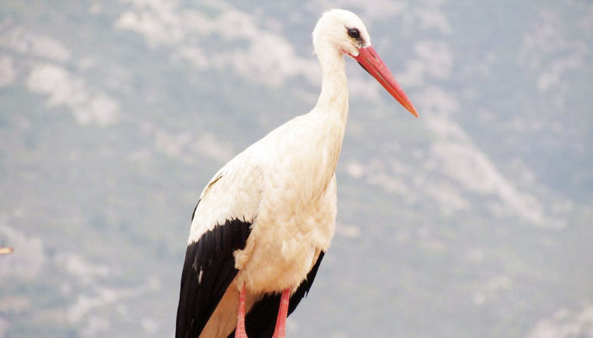 Söke’ye ilk leylek geldi