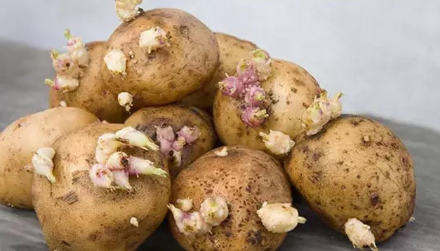 Filizlenmiş patatesi aslında bu şekilde değerlendirmek de mümkün Filizlenmiş patates yenir mi, zararları neler