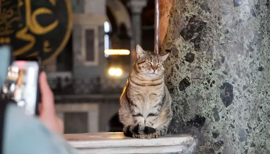 Ayasofya Camii’nin ziyaret katına giren ilk kedi turistlerin yeni Gli’si oldu