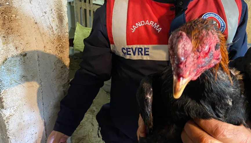 Horoz dövüştürerek kumar oynayan 7 kişiye ceza yağdı